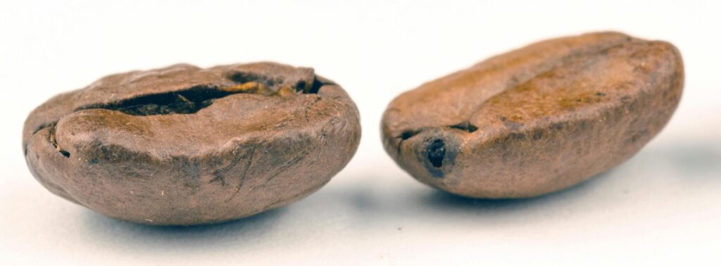 Three roasted coffee beans on a white background, emphasizing texture and detail.